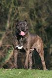 CANE CORSO 1425